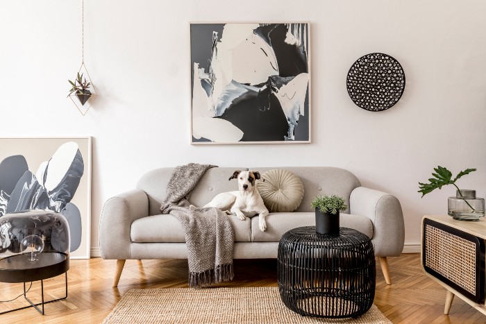 Dog relaxing on a grey sofa in living room.
