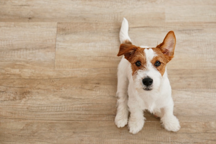 Cute Jack Russell puppy on floor.