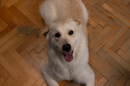 Cream-colored dog on wooden floor.